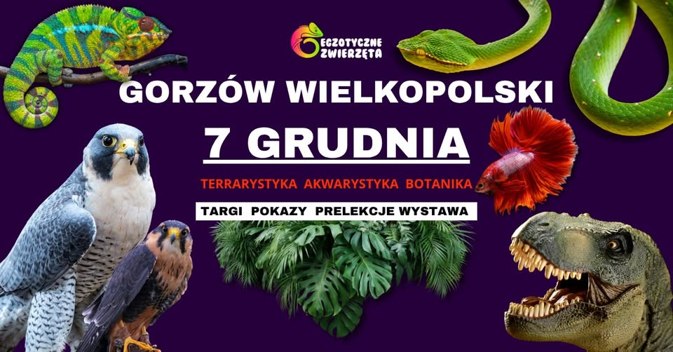 GORZÓW WIELKOPOLSKI 7 GRUDNIA Egzotyczne Zwierzęta TERRARYSTYKA AKWARYSTYKA i wiele więcej