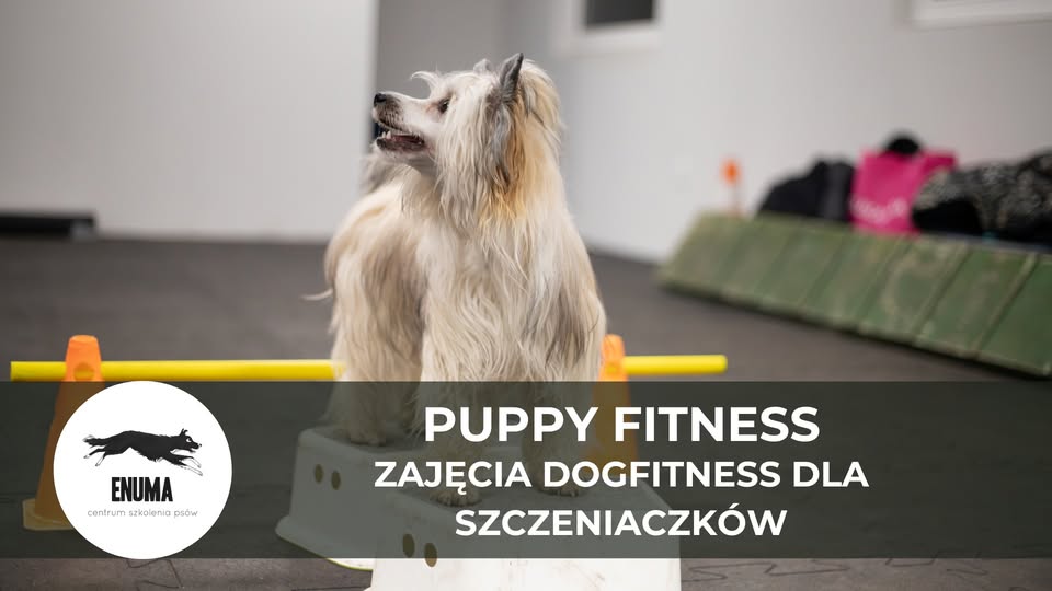 Puppy fitness – zajęcia dogfitness dla szczeniąt