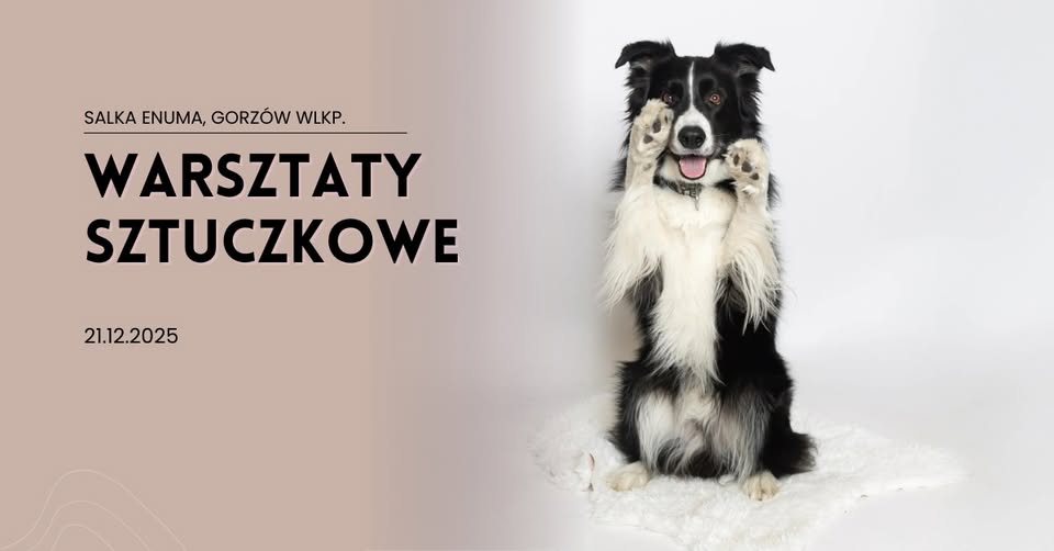 Warsztaty Sztuczkowe w Enuma