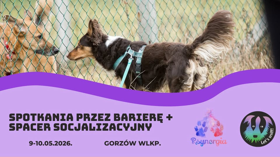 Spotkanie komunikacyjne z wykorzystaniem bariery + spacer socjalizacyjny