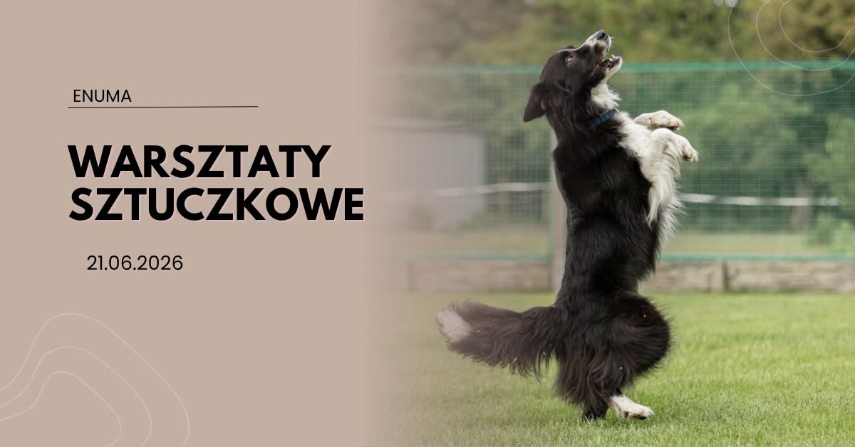 Warsztaty Sztuczkowe